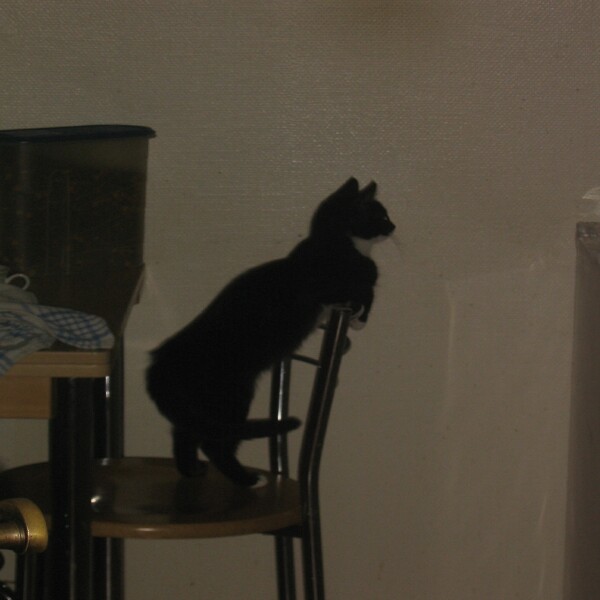 Hm...lecker Fressen, ob ich was ab bekomme?