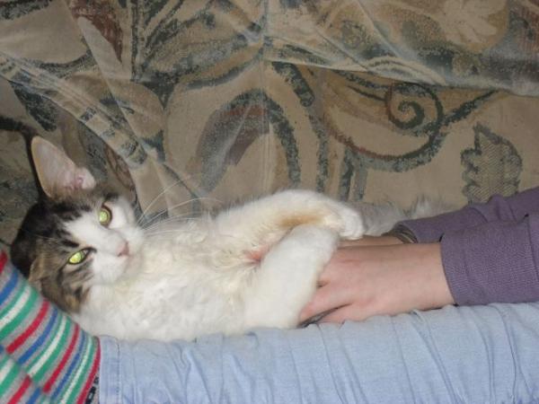 hmmm ... Bauchkraulen. Das war schööön :)