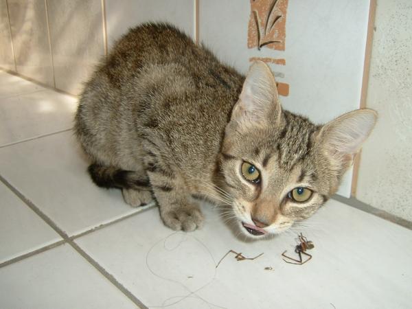 Hmmm lecker Spinne...