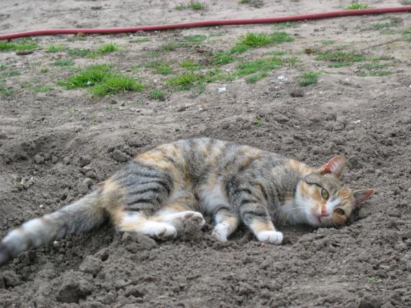 Hohenzieritz 2008 028