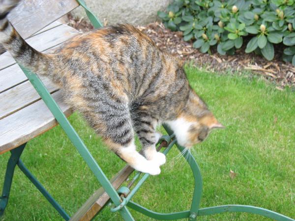 Hohenzieritz 2008 045