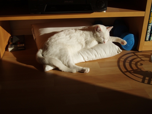 Holli, Prinzessin auf der Erbse