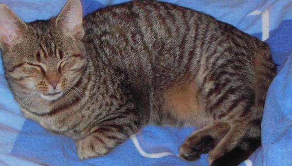 Ich bin Anton und 8 Monate alt. Ich habe es noch kurz vor der Kastration geschafft Nachkommen zu zeugen sehr zur Überraschung meiner Menschen.