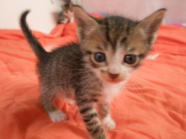 Ich bin der Hinz,und ich nage alles an,am liebsten den großen Zeh meiner 2beinigen Mama