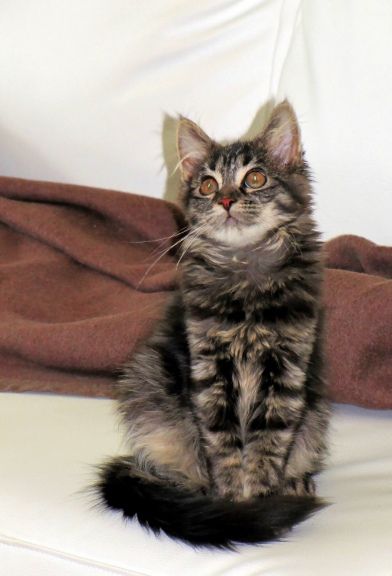 ich bin die schönste