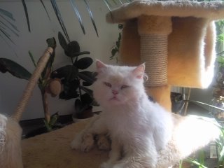 ich bin teddy und der papa von lilly ihrem baby und ausserdem der faulste in der runde.den ganzen tag schlafen und nebenbei mal futtern das leben kann so schön sein.