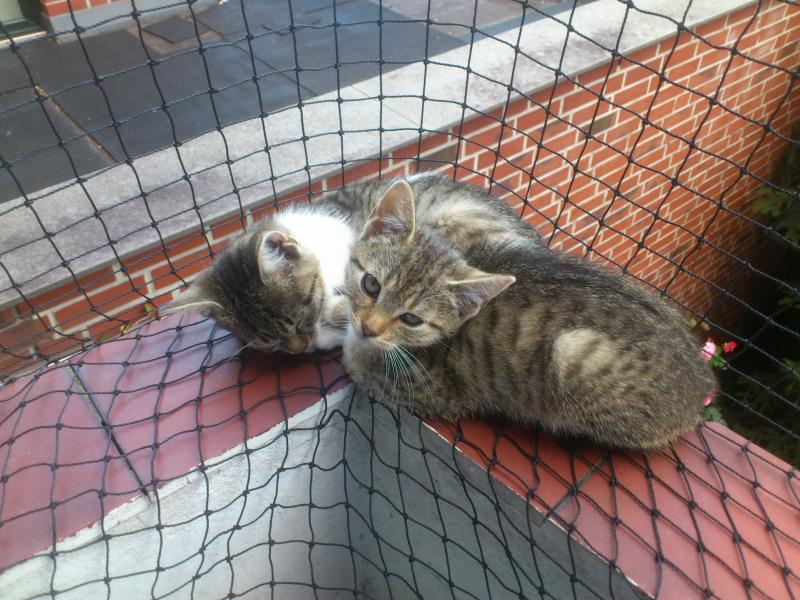 ich fand ja imemr erstaunlich das die zwei da zusammen auf diese kleine Ecke passen