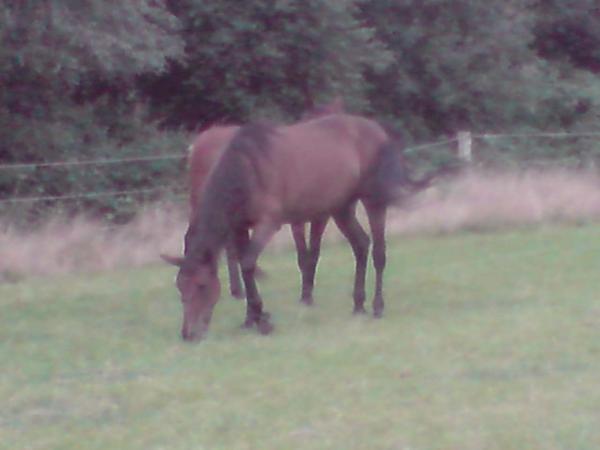 ich gehöre auch dazu, auch wenn ich keine Katze bin (Spirit of the Dawn)