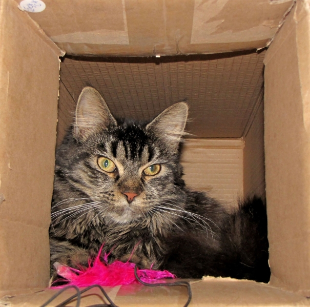 ich hab jetzt ein neues eigenheim (da war eigentlich eine katzenwippe drin), aber kartons sind viel schöner:-)