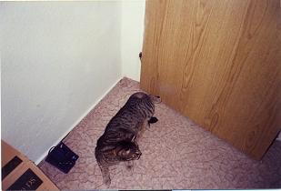 Ich habe es geliebt, wenn Du Deine Hinterpfoten so verrenkt hast...