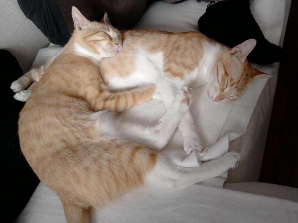 Ich habe euch sehr lieb