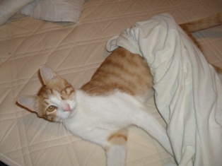 Ich helf der Mama beim Betten abziehen.