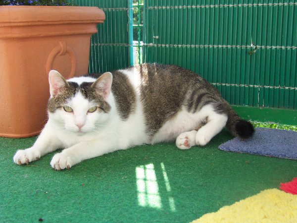 ich komme, gibt es Futter