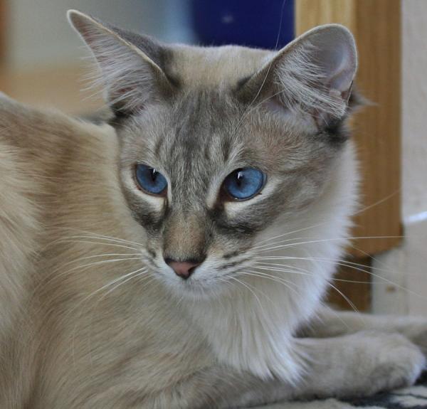 Ich liebe einfach Merlins herrlich strahlend blaue Augen