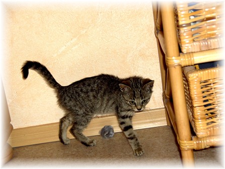 Ich muss jetzt viel futtern! So kam ich bei meinen Dosis an