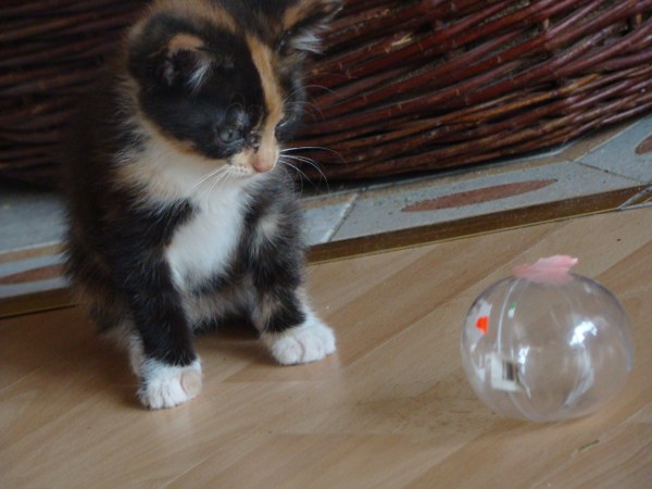 ich weiß genau wie süß ich bin...