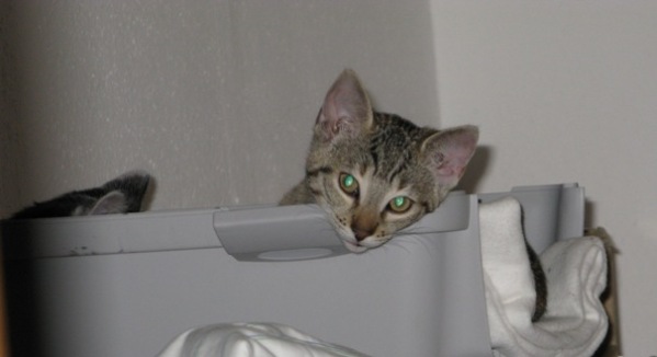 ihr müsst sie nur einmal mit meinen augen sehn, die absolute katze, ihr würdet mich verstehn...