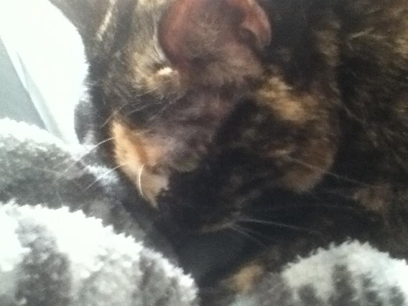 Im Arm kuschelt es sich am schönsten,-))