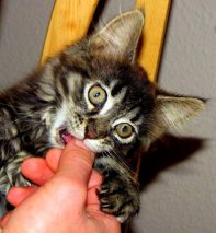 IMG 0862 222 09.02.2011 14 53 26