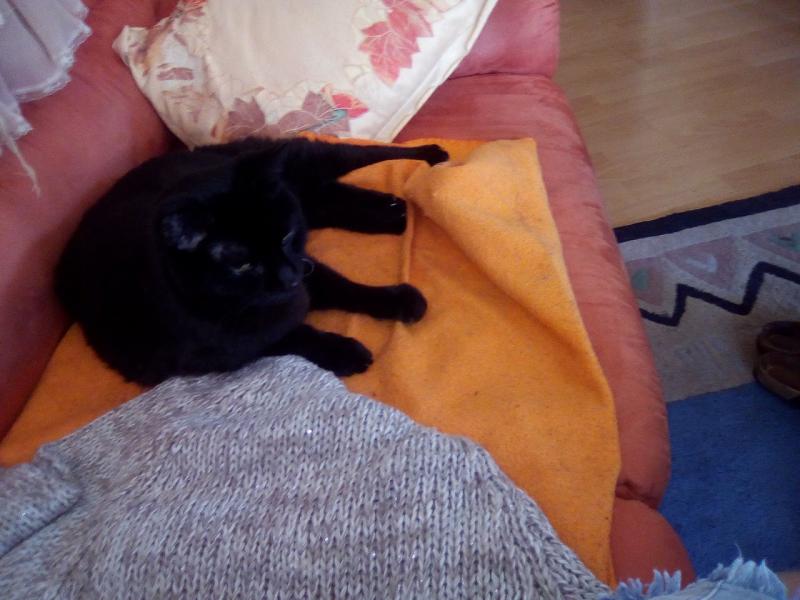 IMG 20170719 113042
Blacky Kuscheln auf seiner Lieblingsdecke