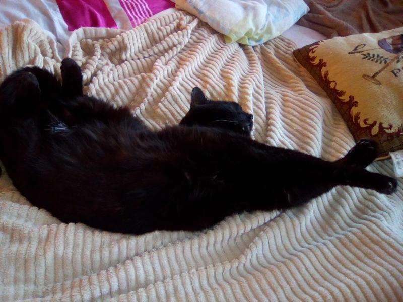 IMG 20170916 184530
Blacky beim.schlummern