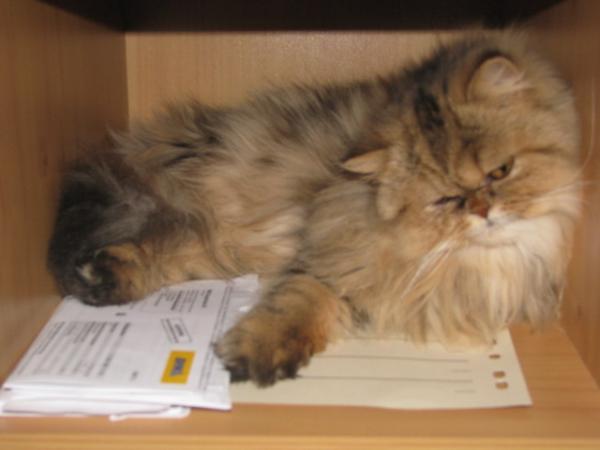 IMG 2669
Das ist Peppie,liegt gerne in Schränke..   :)