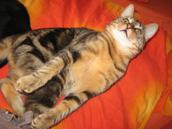 IMG 3047
völlig zufrieden am spielen u.schmusen