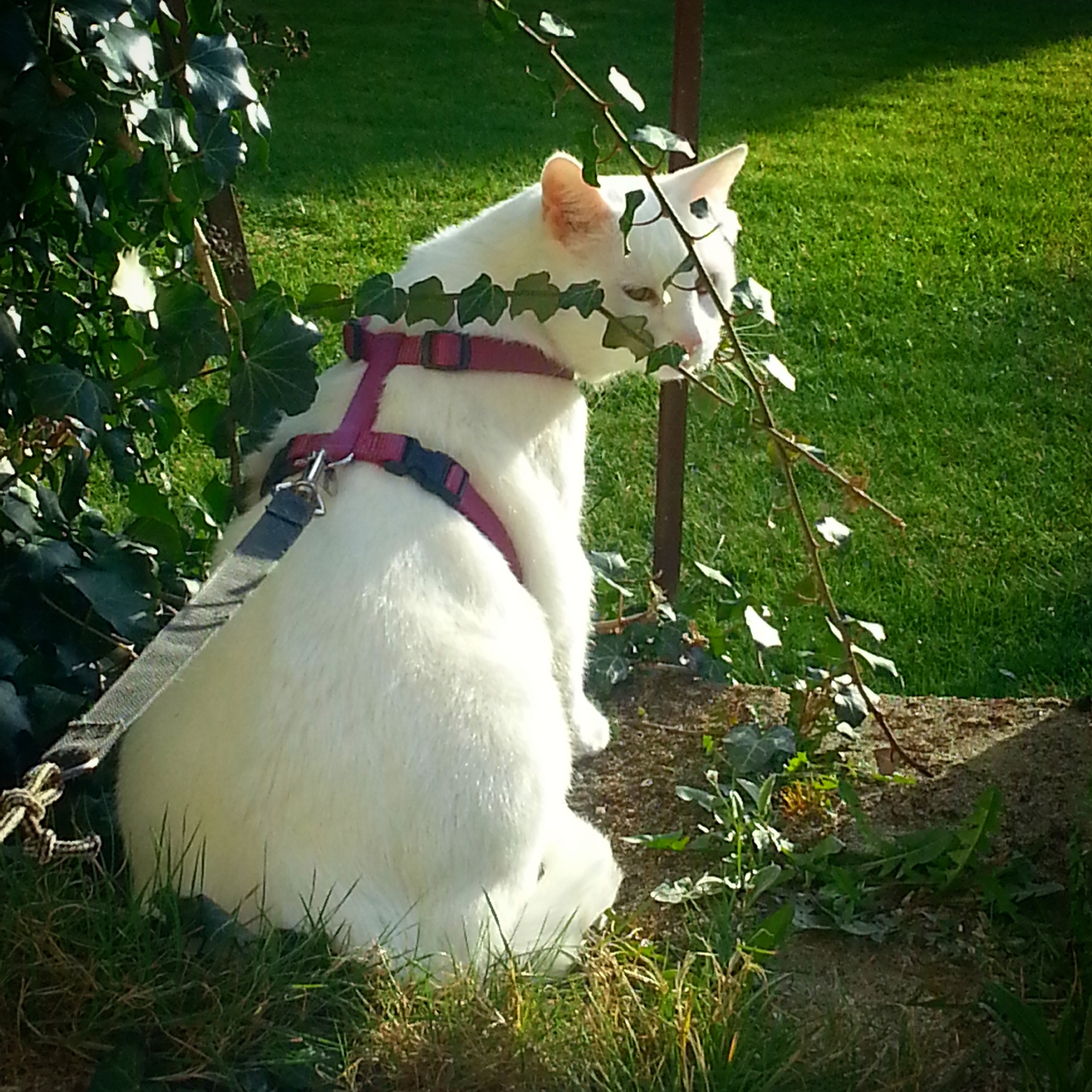 Immer diese blöde Leine.