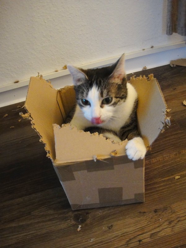 In Aktion beim Karton zerlegen!