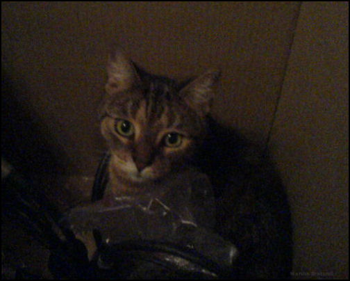 In dem Umzugskarton befindet sich noch eine Lampe neben einer Katze ;)