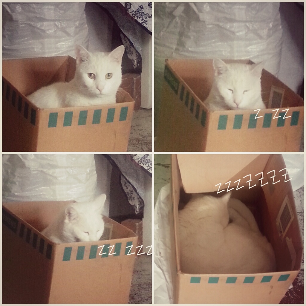 In der Kiste fühlt man sich soo wooooohl....