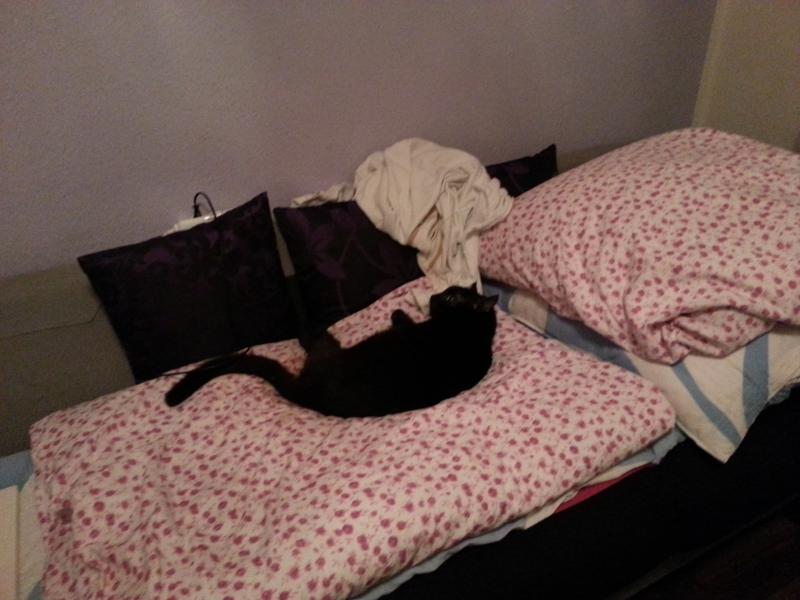 In meinem Beitrag habe ich ja von dem Erlebniss erzählt, as ich voin der Arbeit nachhause kam, und er es irgendwie geschafft hat, auf die Couch zu gelangen:-) Ich hab mich so gefreut, musste ich sofort fotografieren :-)