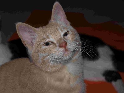 Inca, die kleine, elegante Dame