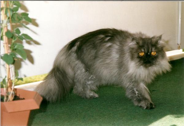 Indi 06.98

auf seinem alten Balkon