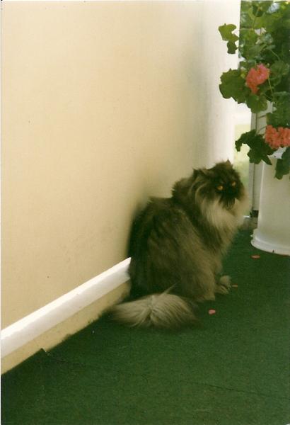 Indi 24.09.96

Mein Liebling,noch völlig gesund...