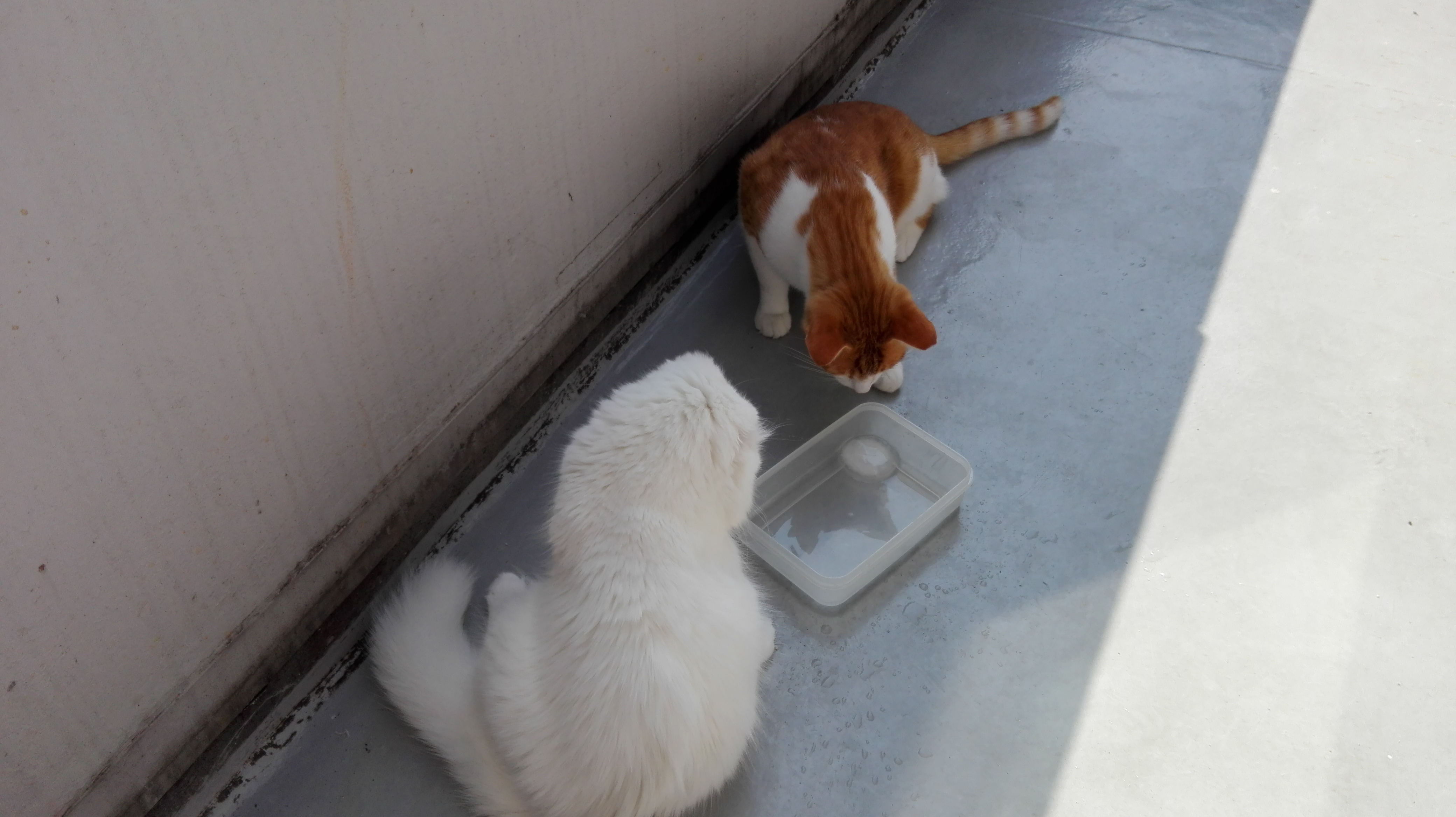 Interessante Abkühlung