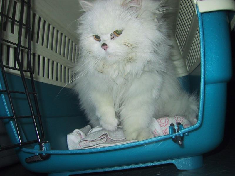 Isis, gerettete Perserkatze am Tag ihrer Ankunft