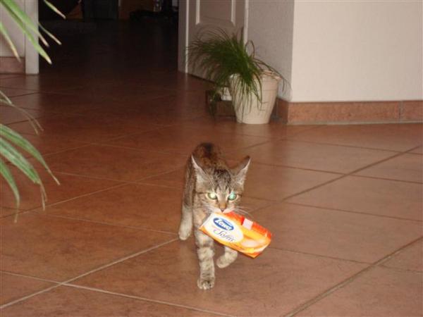 Ist sie vielleicht doch ein Hund?