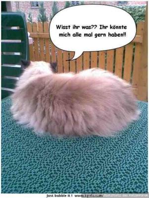 ja unser tommy hatte immer nen richtigen sturkopf...