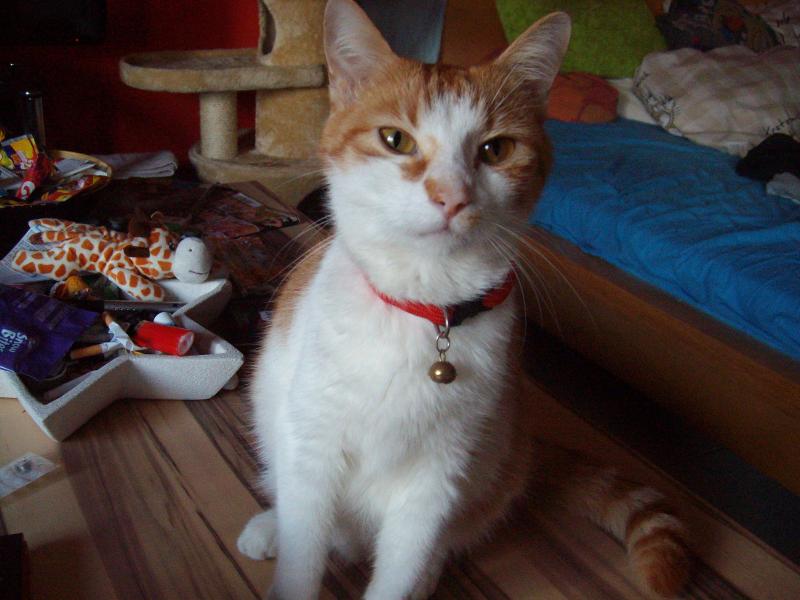 Jack  R.I.P 2013 - 8.2.2014