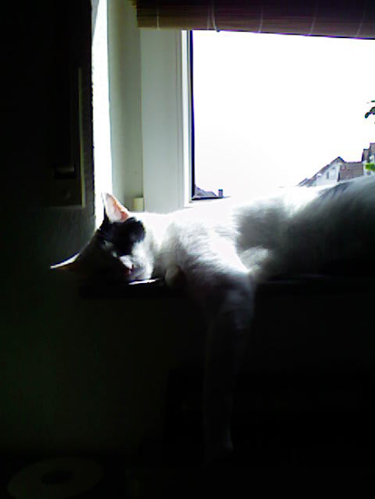 Jacky - ein Platz an der Sonne