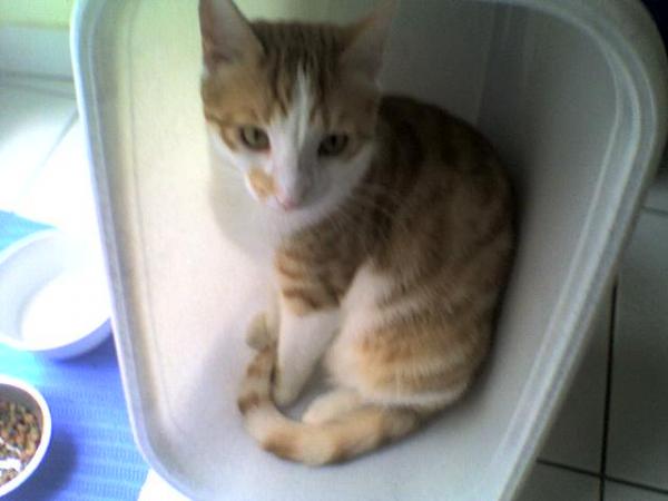 Jaimie im Wäschekorb, er liebt den Platz ^^