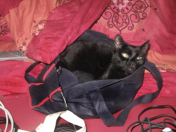 Januar 2010: Simba (1 1/2) - wieder alleine - liebt Taschen, Koffer u.ä.