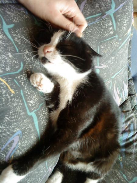 Java wird wieder mal gestreichelt