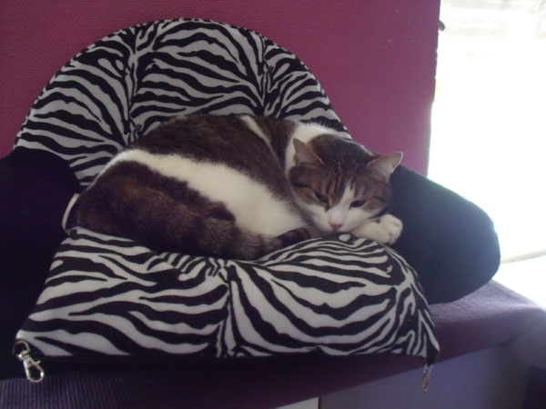 jeder hat seine eigene couch