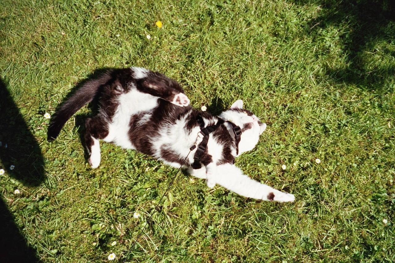 JIPPPIIEEEE - RASEN!!!! ROLLEN!!!!