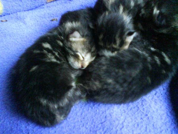 Jodie
Geb. am 1.5.2009
Alter: 4 Tage