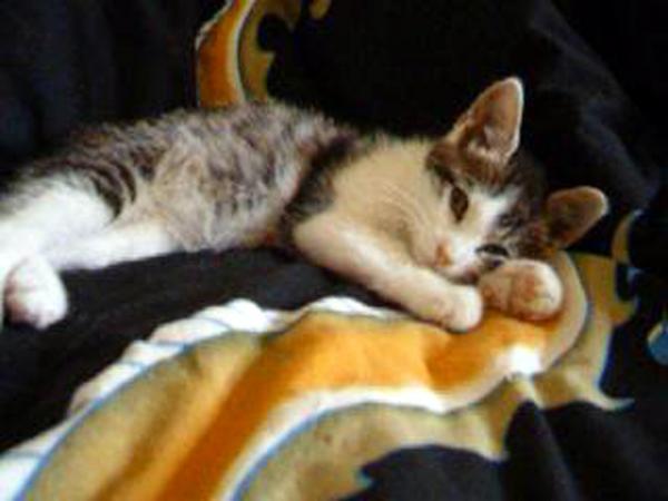 Juli 2005 - Morris mein erstes Katerle, hat leider nur kurz gelebt.