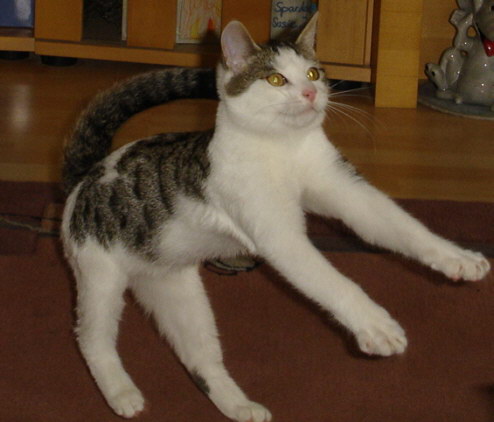 Jumping Cat - Shadow in Action