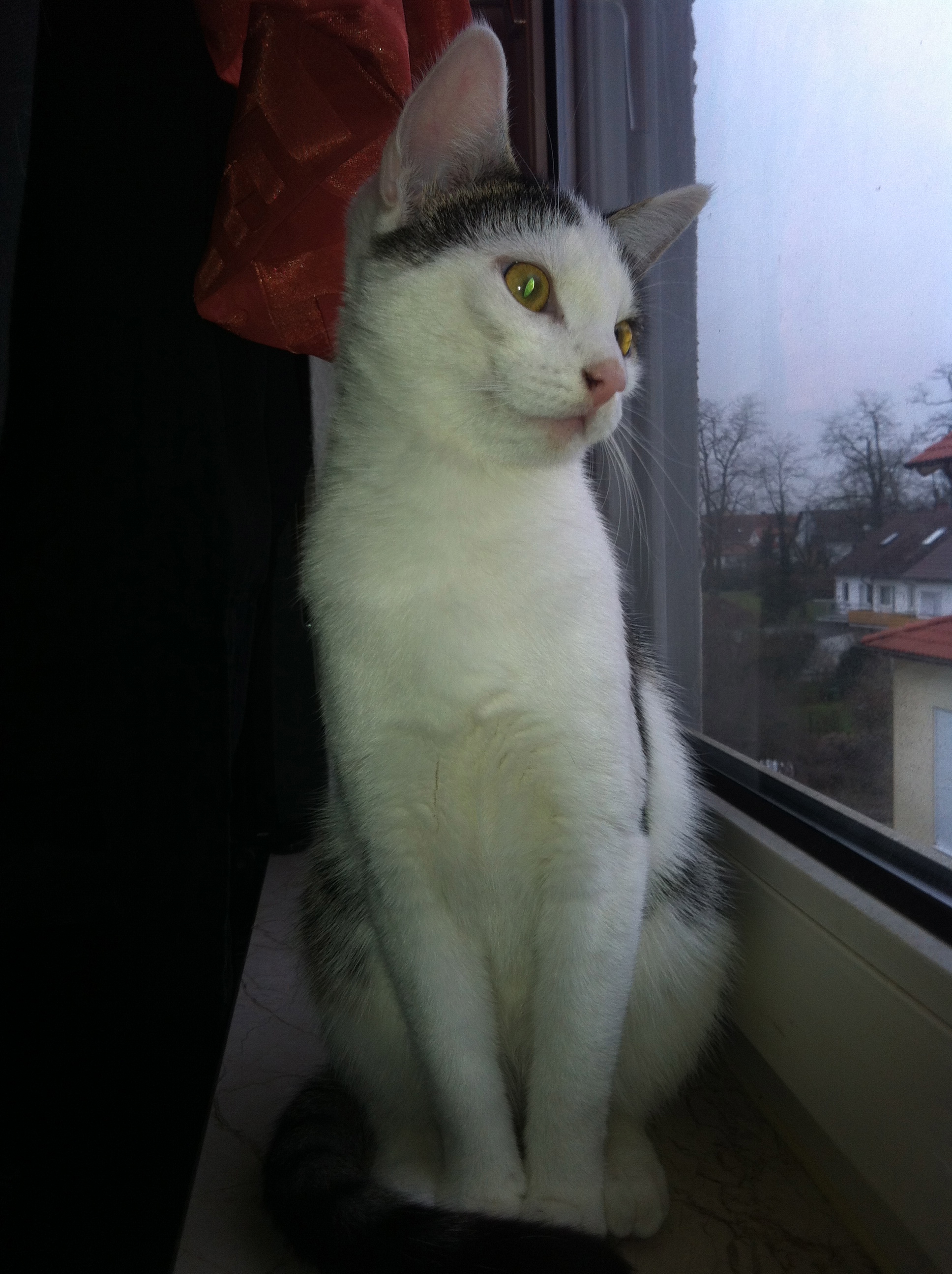 Juno am Fenster